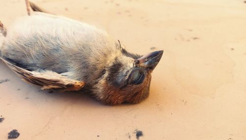 High angle portrait of dead bird