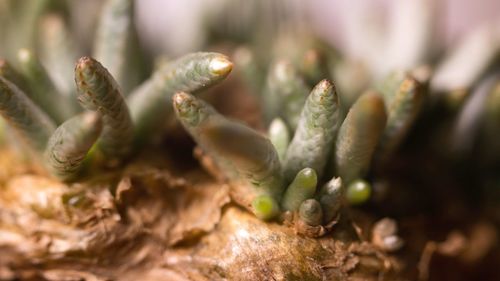 Close-up of plant against blurred background