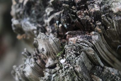 Close-up of lizard on tree trunk