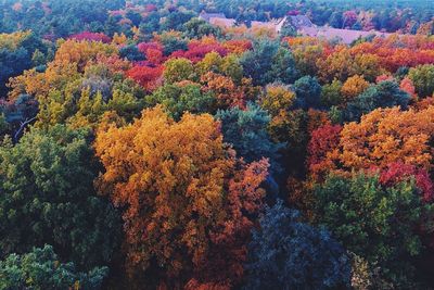 Scenic view of trees during autumn