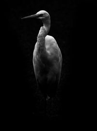 Close-up of bird against black background