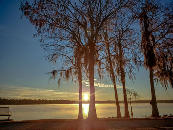 Bare trees on beach against sky during sunset