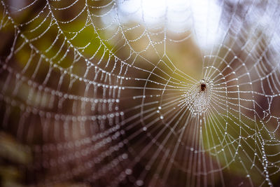 Close-up of spider web