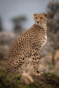 Cheetah sitting on rock in zoo