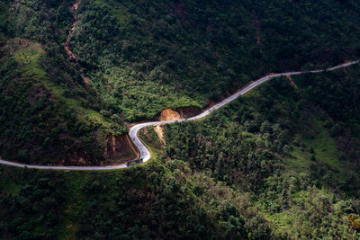 Road amidst plants and trees in forest