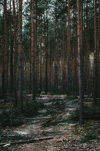 Trees in forest