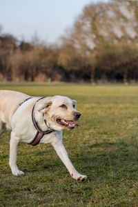 Dog on grass