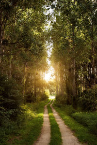 Road amidst trees in forest