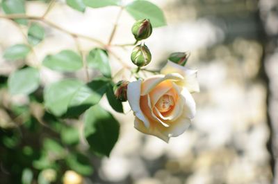 Close-up of rose flower