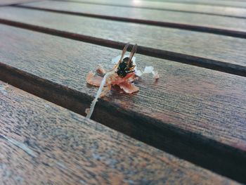 High angle view of insect on table