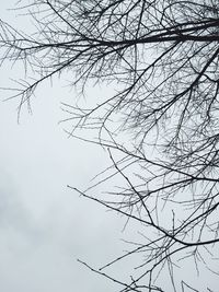 Low angle view of bare trees against sky