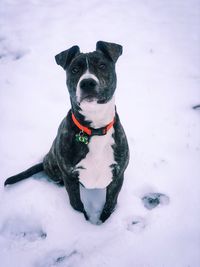 Portrait of dog on snow covered land