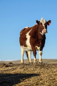 Cow standing in a pasture against clear blue sky