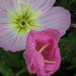 Close-up of pink flower blooming outdoors