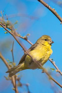 Close-up of bird perching on branch