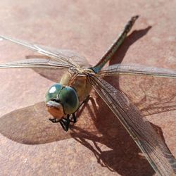 Close-up of insect