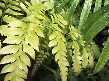Close-up of wet leaves