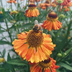 Bee pollinating on flower