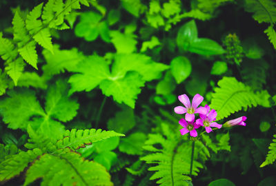 Close-up of pink flowering plant