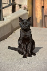 Black cat sitting on floor