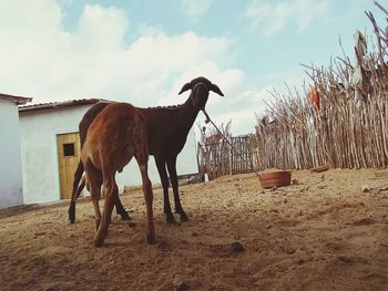 Horses on sand