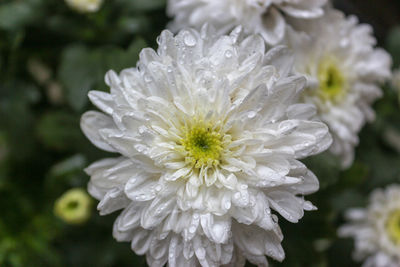 Close-up of raindrops on white flowering plant