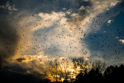 Low angle view of birds flying in sky