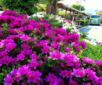 Close-up of pink flowering plants