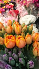 Close-up of tulips