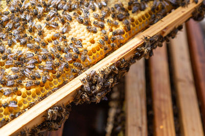 Close-up of bee on wood