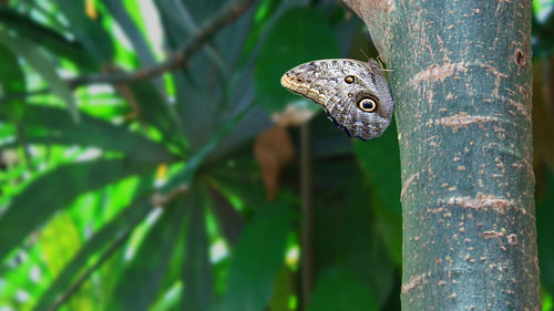 Close-up of lizard on tree trunk