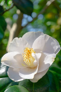 Close-up of white rose flower