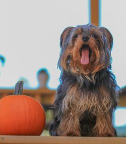 Close-up of dog looking away