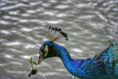 Close-up of peacock