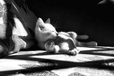 Cat lying on bed