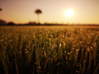 Crops growing on field against sky during sunset