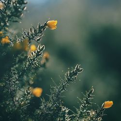 Close-up of yellow flowering plant