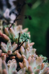 Close-up of purple flowering plant