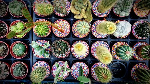 Close-up of potted plants