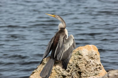 Bird perching on rock in front of sea