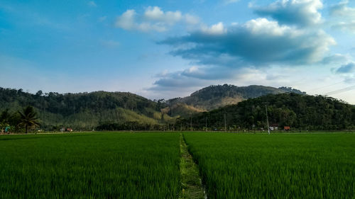 Scenic view of agricultural field against sky