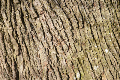 Full frame shot of tree trunk