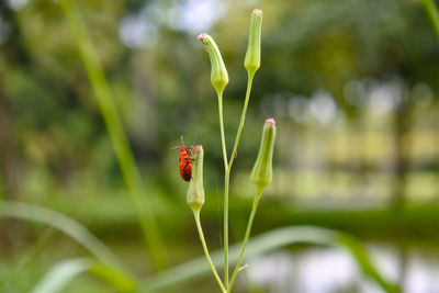 Close-up of ladybug on plant