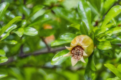 Close-up of flower growing on plant