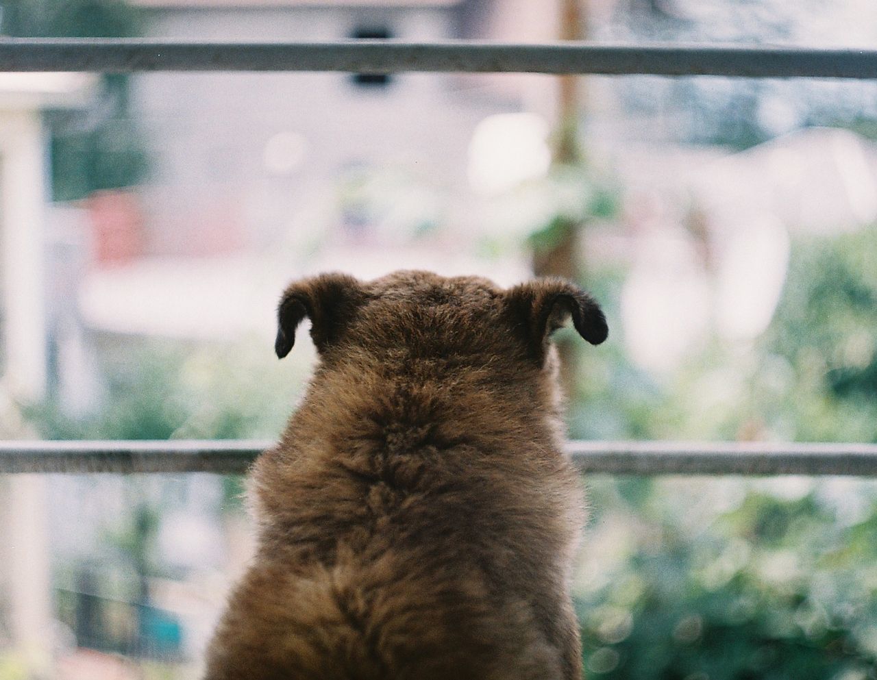 animal themes, mammal, animal, one animal, focus on foreground, vertebrate, no people, day, domestic animals, domestic, animal wildlife, pets, nature, outdoors, looking, animals in the wild, close-up, animal body part, brown, bear, animal head