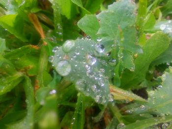 drop