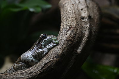 Close-up of milk frog on tree trunk