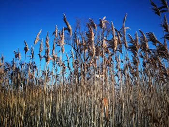 Close-up of stalks against blue sky