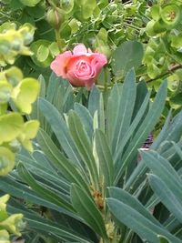 Close-up of flowers blooming in park