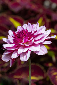 Close-up of pink rose flower